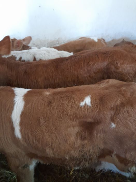Taurasi semiintarcati si intarcati