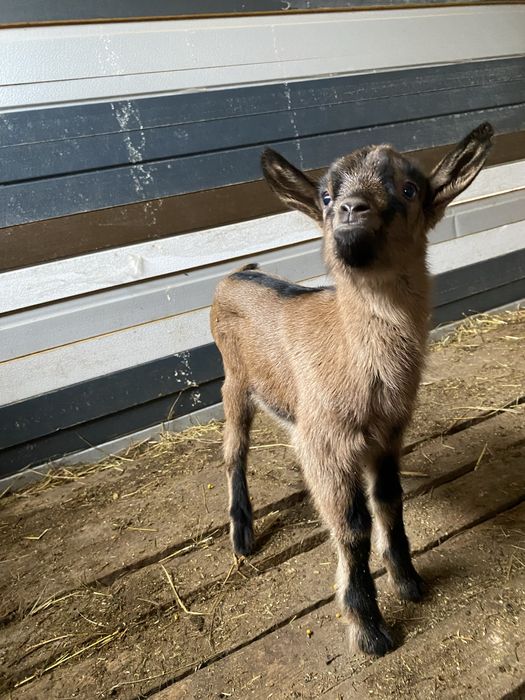 Vand tapisori rasa alpina franceza din parinti cu pedigree