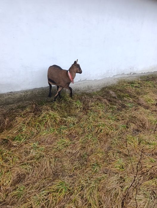 Capră gestantă Alpin francez