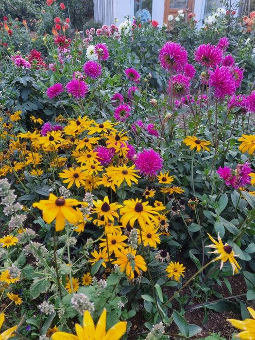 Продам георгины,  хризантемы корейские,  шиповник жёлтый, рудбекия