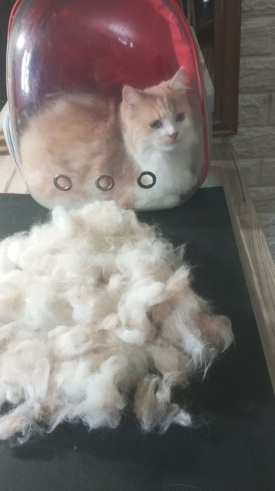 Груминг, стрижка кошек и собак