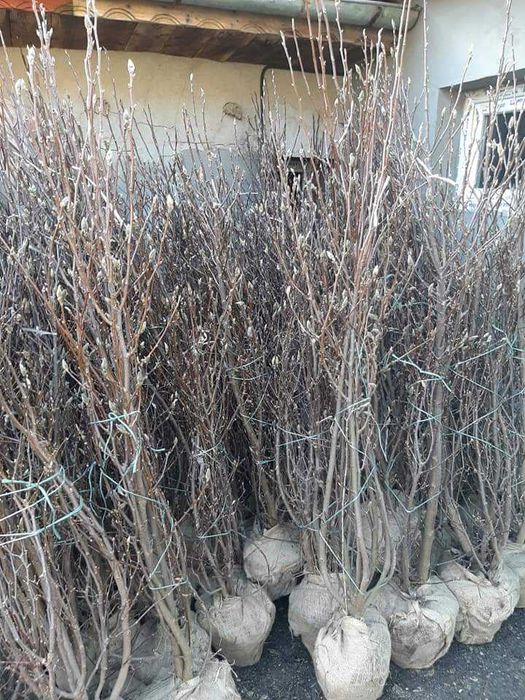 Vând magnolie, brazi, mesteacăn, tei, platan, stejar, paltin, platan