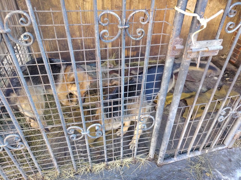 Отдам немецкий овчарок в хорошие руки 1.5года