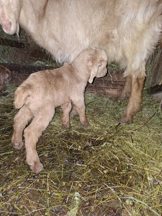 Ied din 2 de vânzare