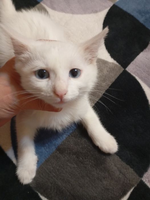 Отдам даром , очень красивого котика
