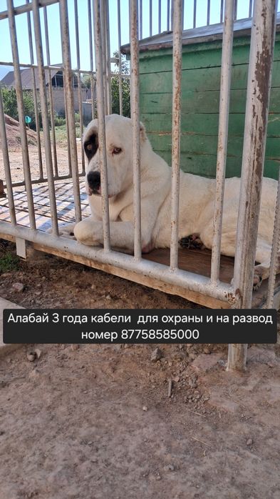Продам алабай 3 года