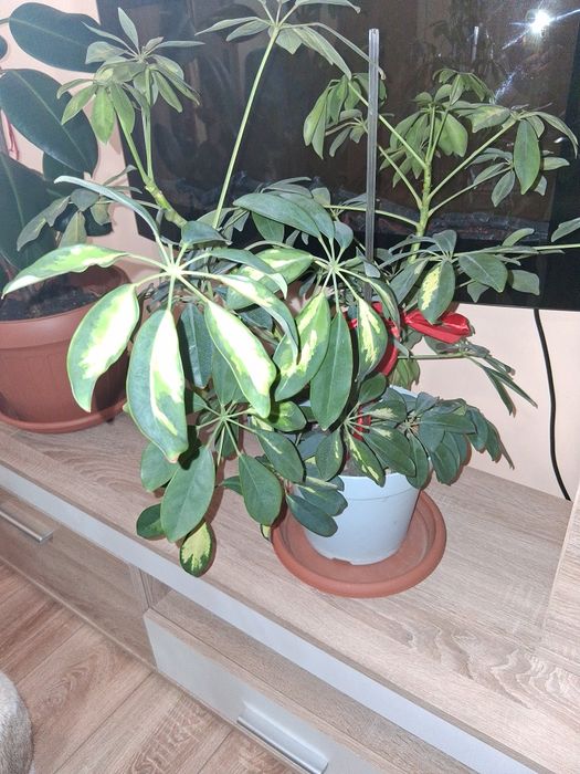 Vand plante ornamentale