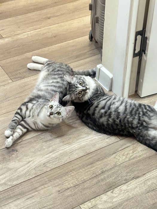 Отдаем котов в хорошие руки