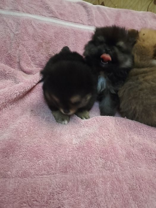 Щенки немецкого. Шпица