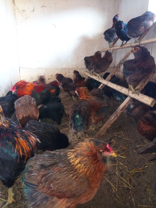 Oua de incubat - rasa Araucana