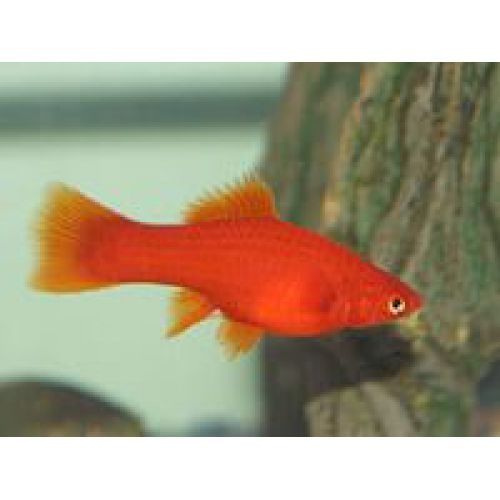 Рыбки меченосецы  и сомики