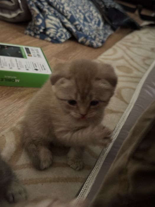 Котята кошки мысык