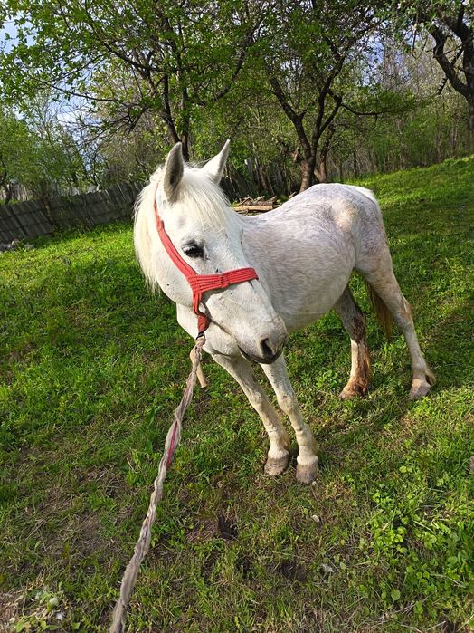 Iapă de vanzare!