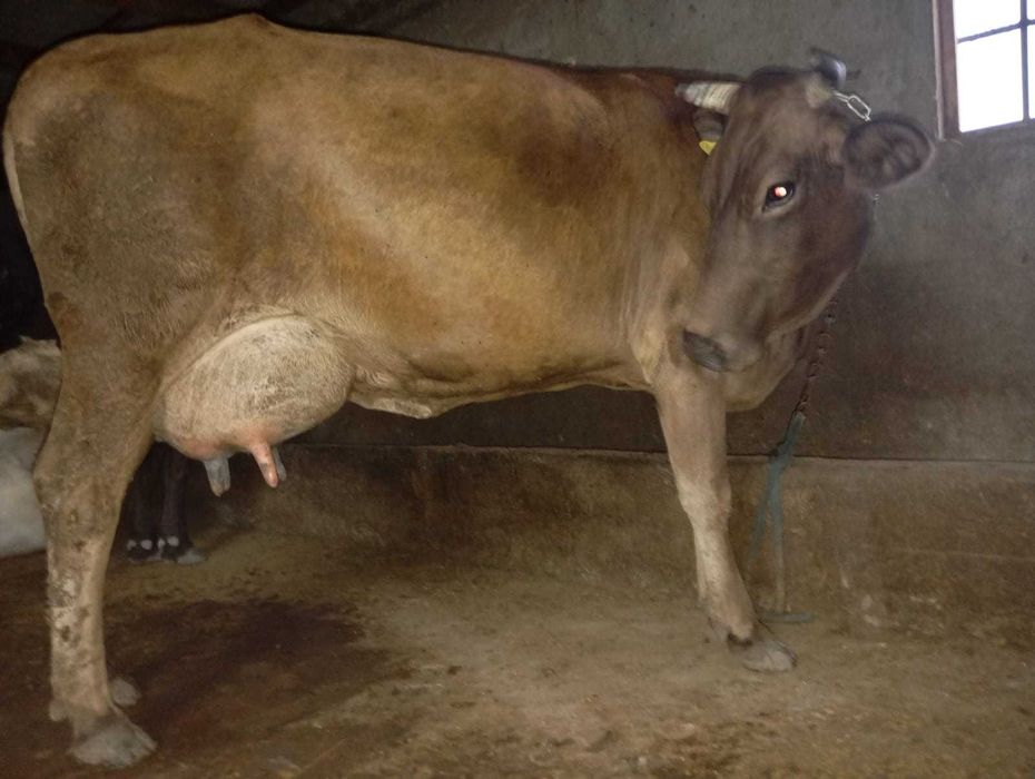 Продам хорошую тёлочку.