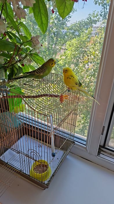 Продам двух попугаев