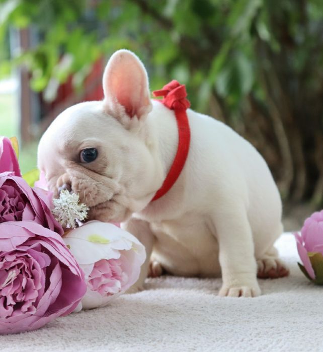 Щенки в Кремовом Окрасе!