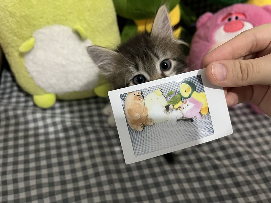 Instax 12 mini.