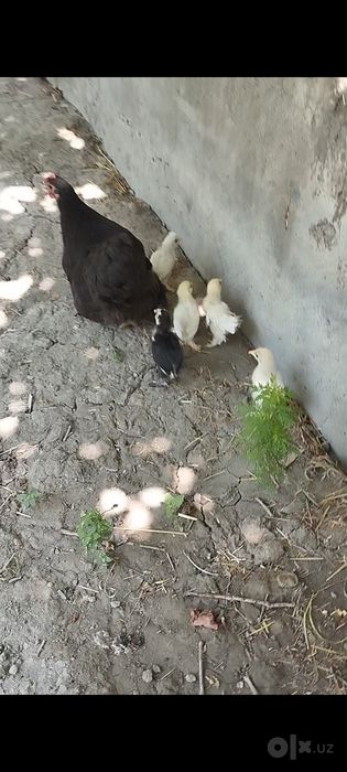 Karlik tovuqchamiz sotiladi 6 ta jujasi bilan birga