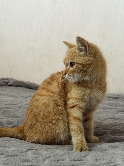 Ищу свой дом и любящих хозяев!
