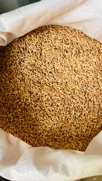 Посевной ячмень/Ұрықтық арпа (тұқымдық арпа)