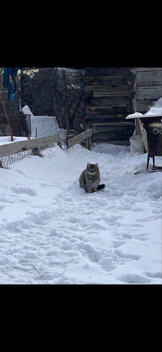 Отдам кошечку  в добрые руки