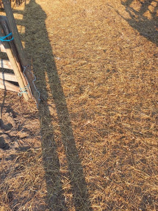 Vând oi.Relatii la nr de tel