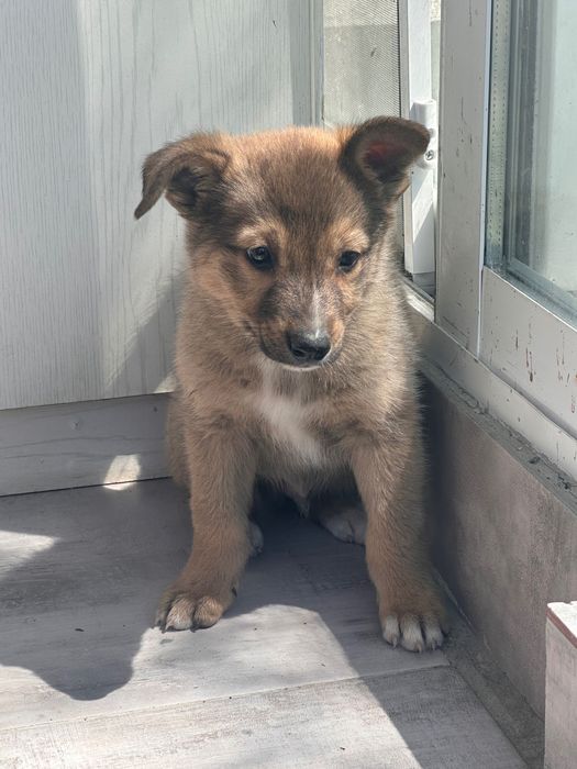 Cățeluși pentru adopție