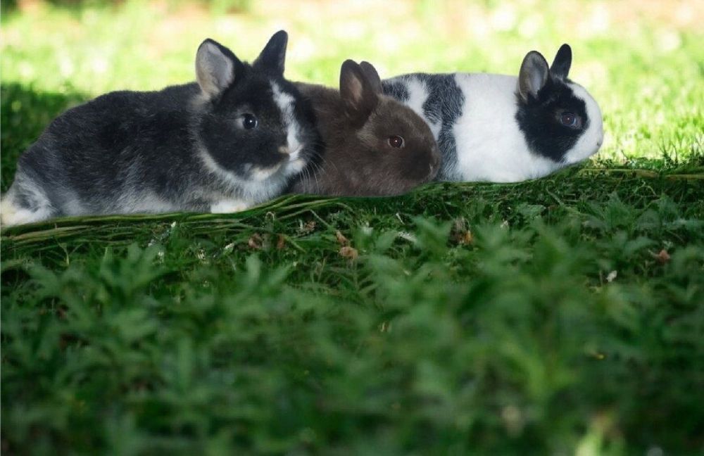 Karlik quyonchalar sotiladi