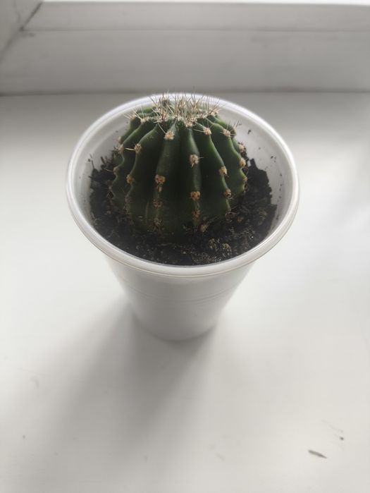 Кактус. Комнатное растение.