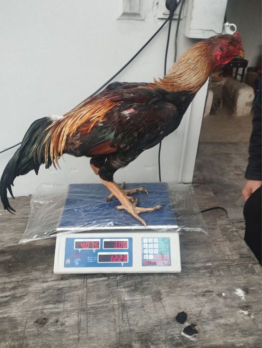 Dakang xuroz  toza Saman sotiladi.500ming