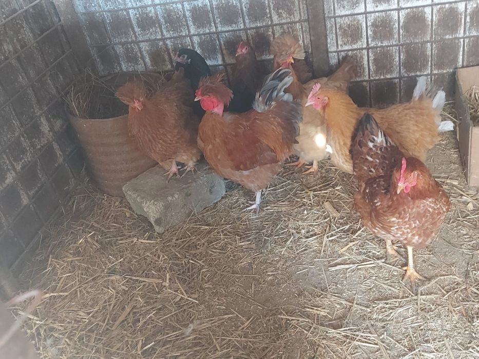 Vând găini și cocos moțat