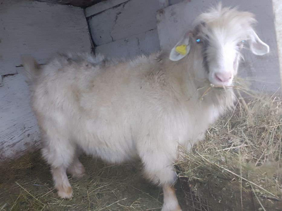 Продам козла и козу