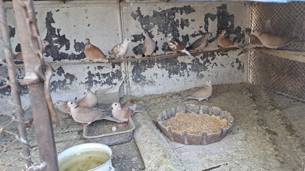 Turturele de vânzare!