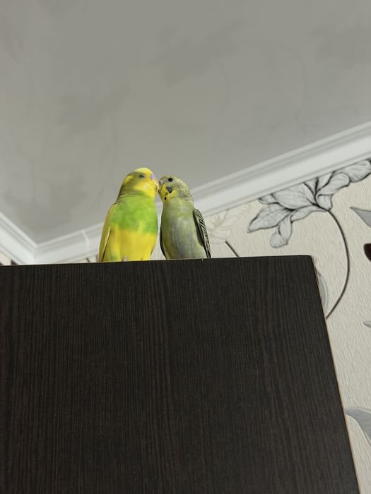 Продам 2 попугая с клеткой