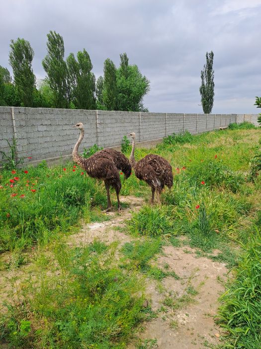 Tuyaqush sotiladi  5milyon  yoshiga yetgan buyi 1.90  metr