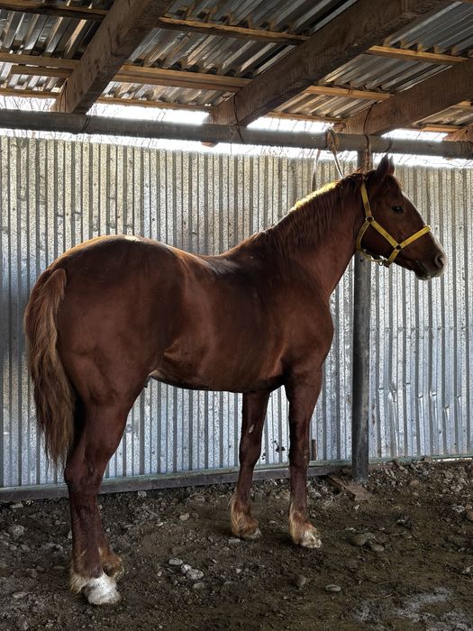 4 жасар дөнен сатылады