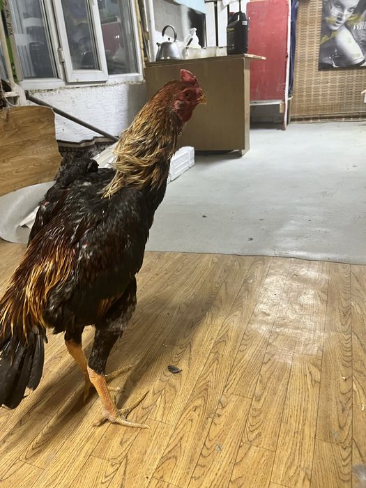 Дакан майский Джужа