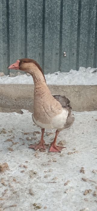 Продам молодого гусака