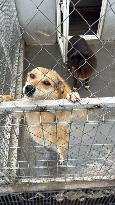 Adopta un caine - un sufletel are nevoie de stapan!