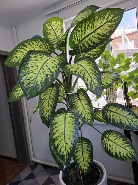 Диффенбахия пятнистая