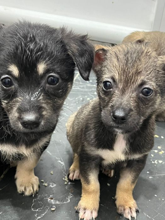 Отдам щенков бесплатно