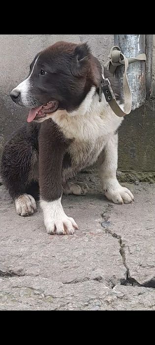 Породные щенки алабая