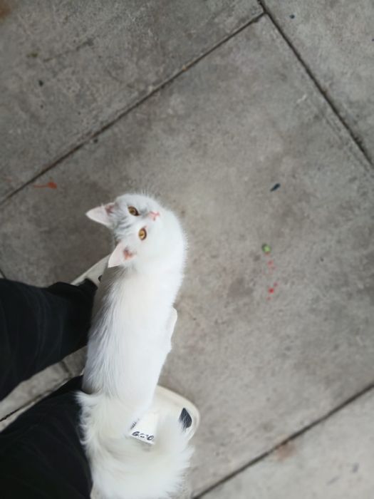 Отдам кошку в добрые руки