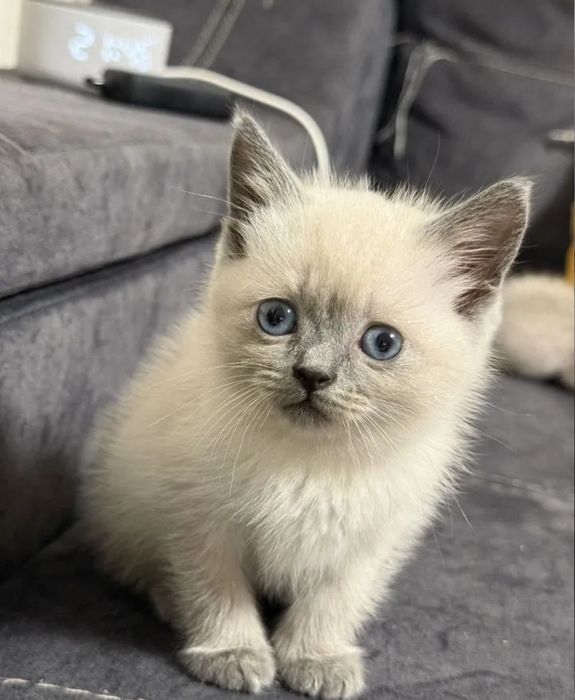 Девочки окрас блю поинь, 1.5 мес