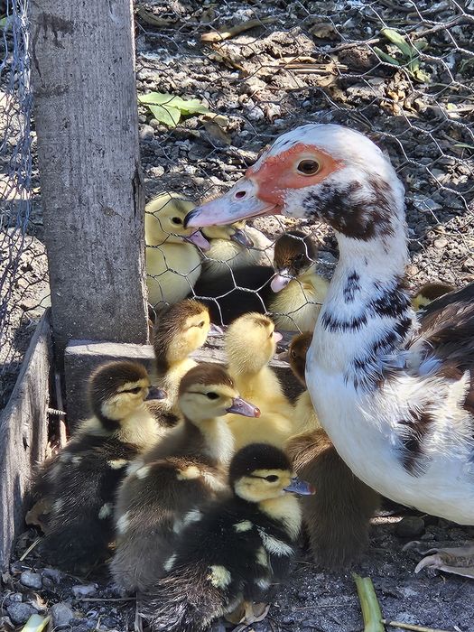 De vinzare rățuște mute,cu s.au fara rața  mama,10 ron buc