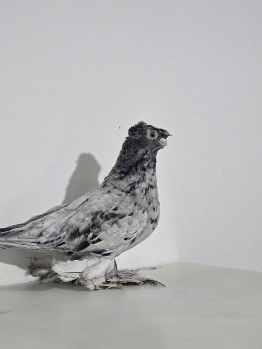 Продаю голубку 2024г