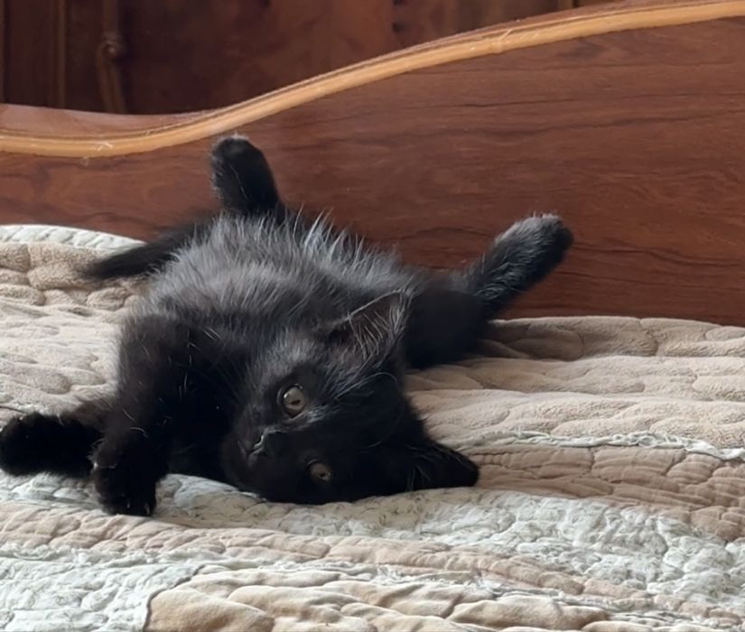 Отдам котенка в добрые руки