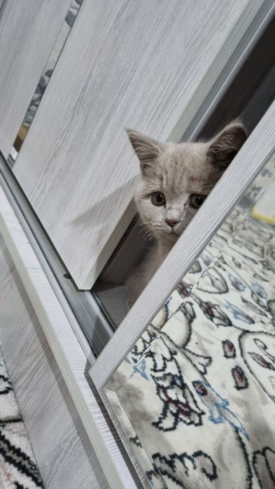 Faqat Samarqandda yashovchilar tel qilsin