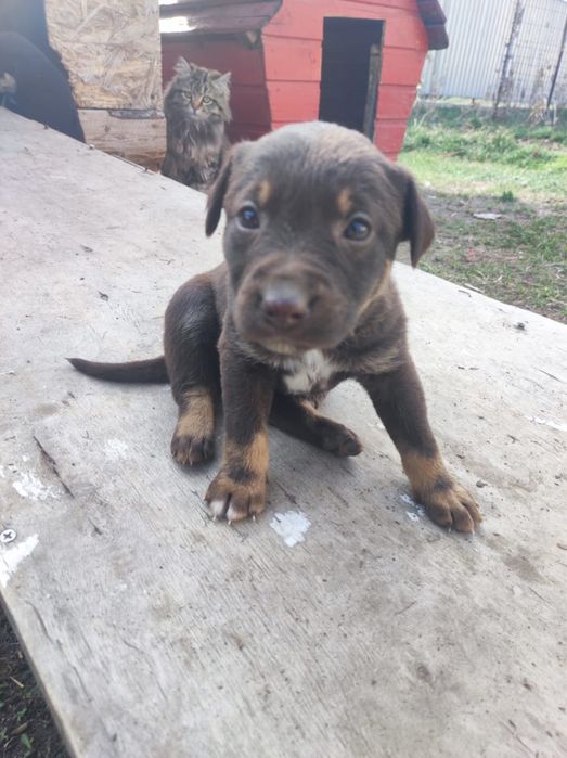 Охотничьи щенки полу Курцхаар даром