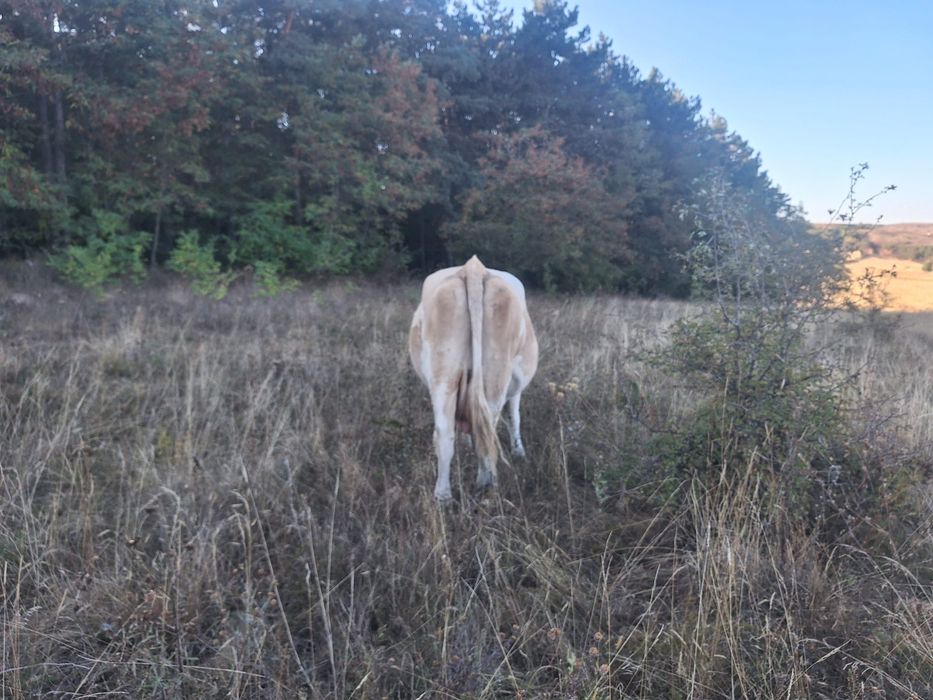 Vind vaca de lapte